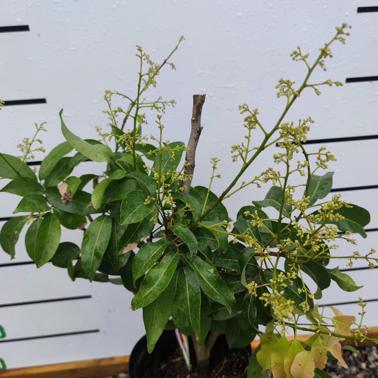 Obrázok Liči čínske (Litchi chinensis) - výška 50-70 cm, kont. C10L